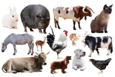 Animal Farm